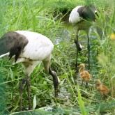 丹頂鶴が観れる「丹頂鶴自然公園」